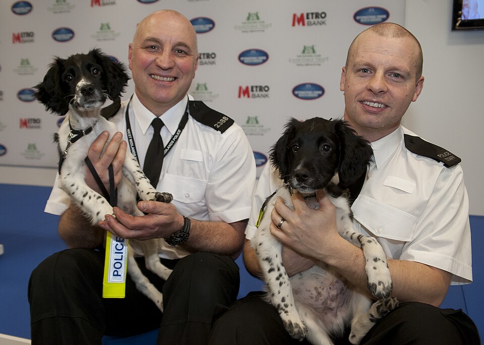 英国のドッグショー「Crufts」の写真