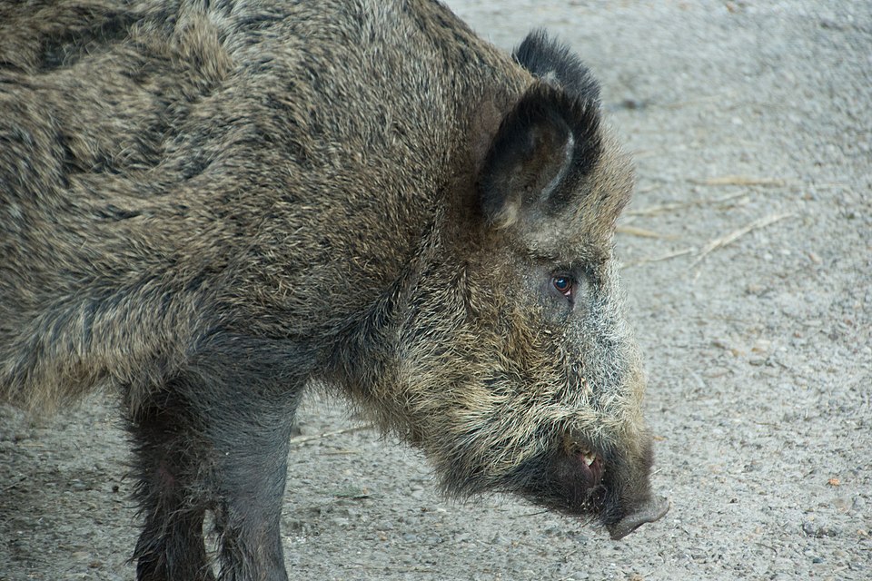 ドイツ(ヘッセン州)に生息するイノシシの写真