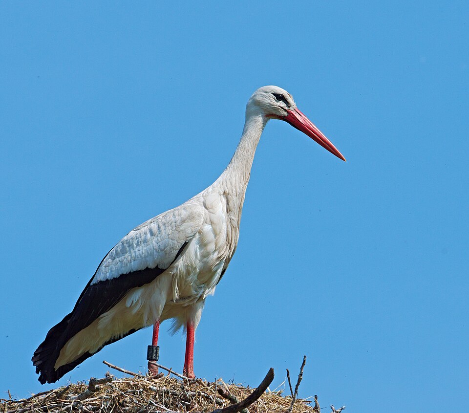 ドイツの国鳥として語られるシュバシコウの写真