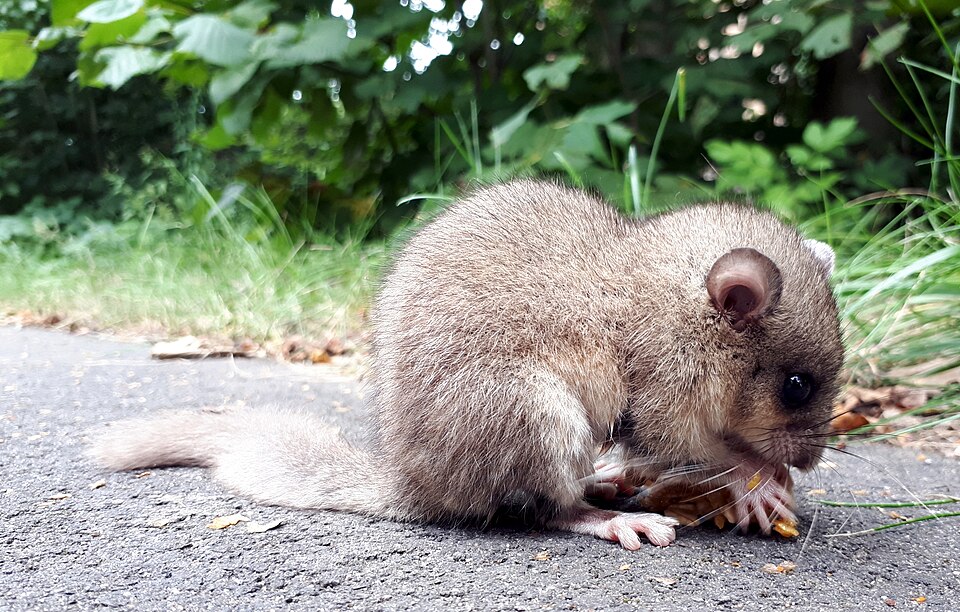 フルダタール(ドイツ・ヘッセン州)で撮影されたヨーロッパヤマネの写真