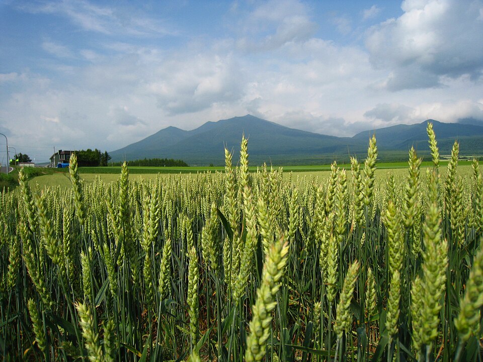 日本の小麦栽培を支える北海道・富良野の麦畑の写真