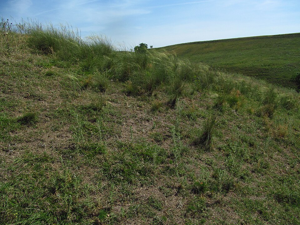 ユーラシアの乾燥草原に群生するスティパの写真